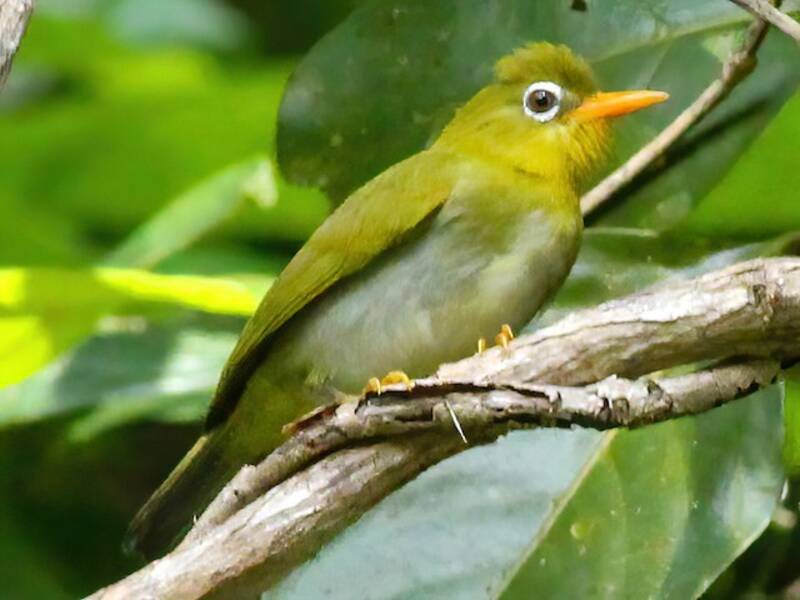 Banded White-eye