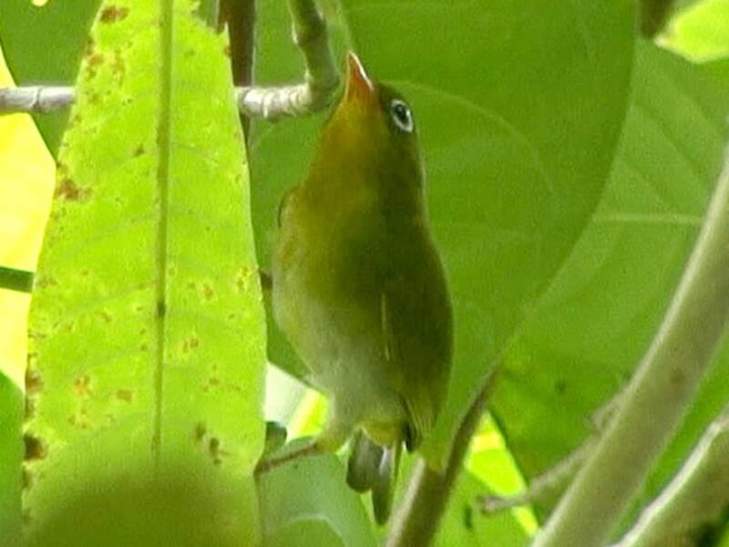 Banded White-eye, 照片 2