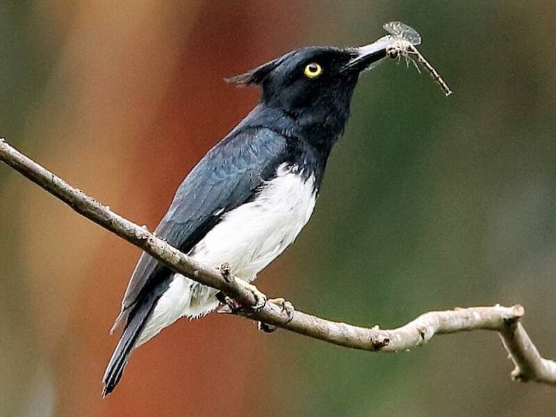 Black-and-white Shrike-flycatcher, Photos 2