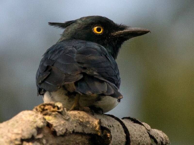 Black-and-white Shrike-flycatcher, Photos 3