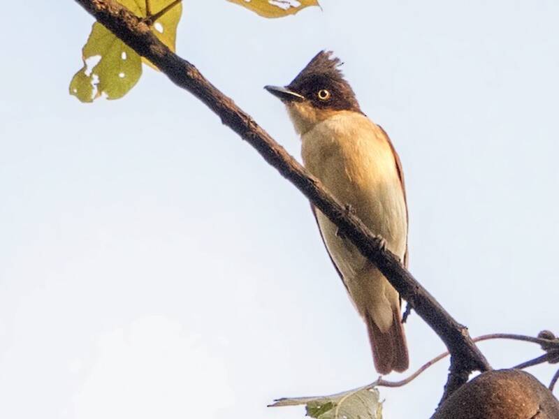 Black-and-white Shrike-flycatcher, Photos 4