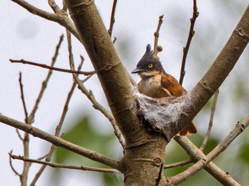 Black-and-white Shrike-flycatcher