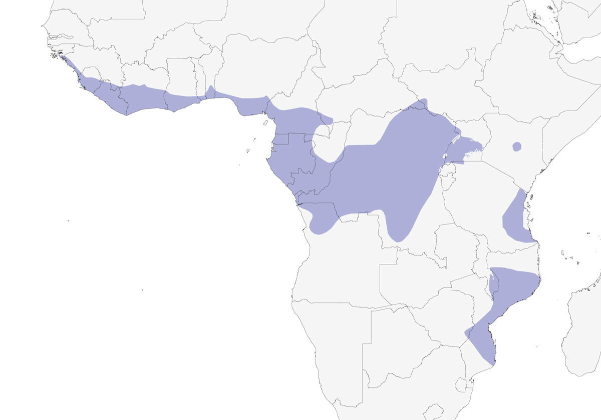 Black-and-white Shrike-flycatcher, Distribution 1