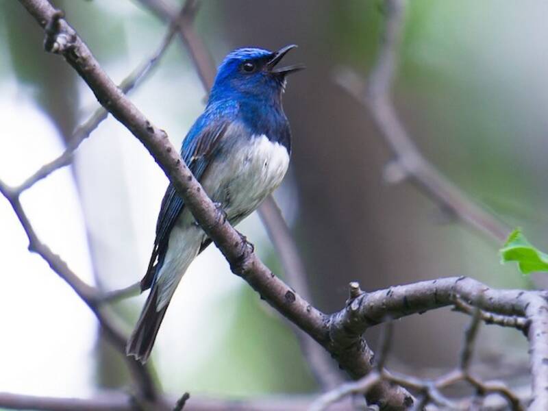 Blue-and-white Flycatcher, Photos 4