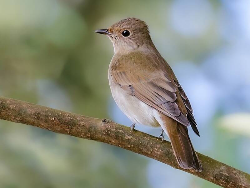 Blue-and-white Flycatcher, Photos 2