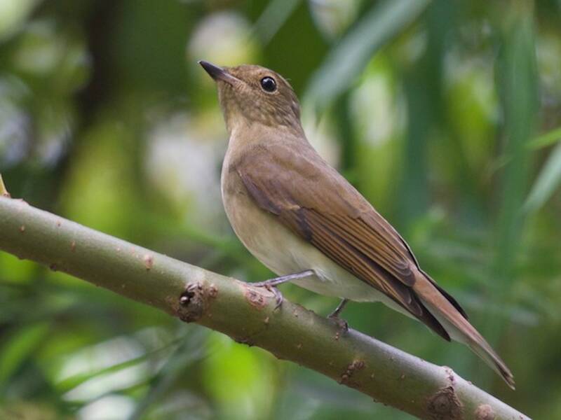 Blue-and-white Flycatcher, Photos 3