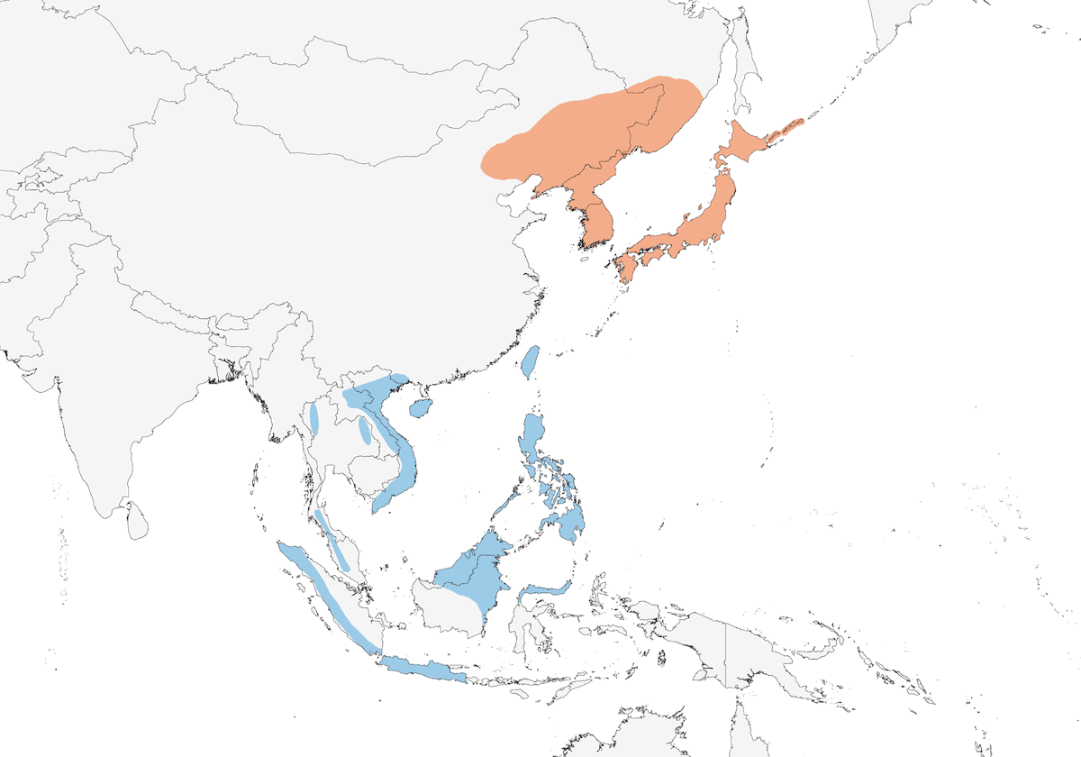 Blue-and-white Flycatcher, Distribution 1
