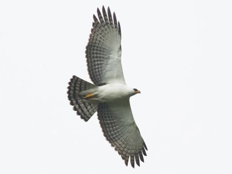 Schwarzweißadler, Fotos 3