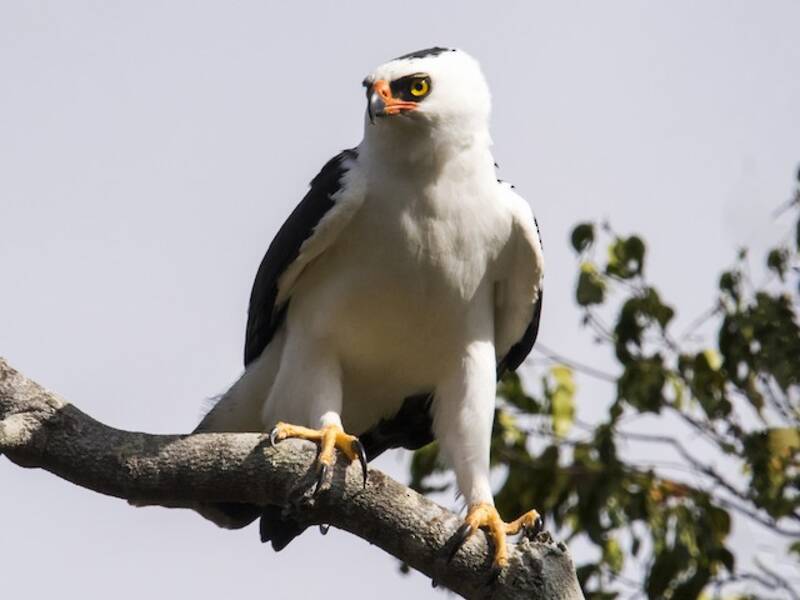 Schwarzweißadler, Fotos 2