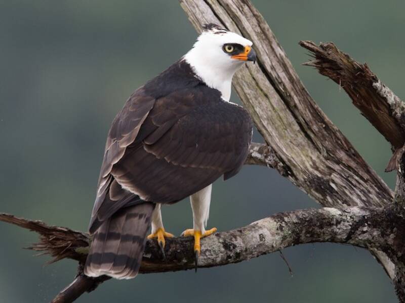 Águila Azor Blanquinegra