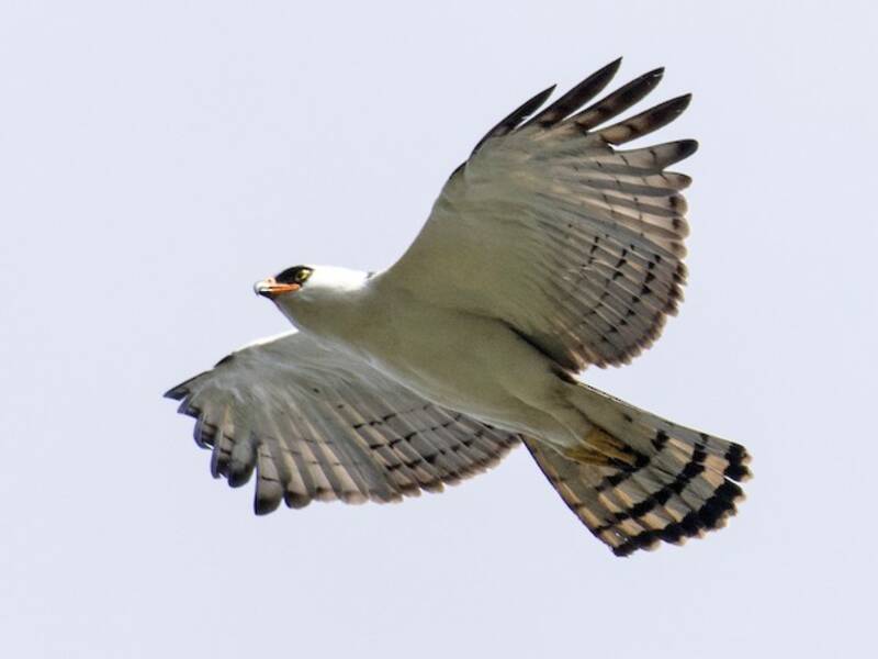 Schwarzweißadler, Fotos 4