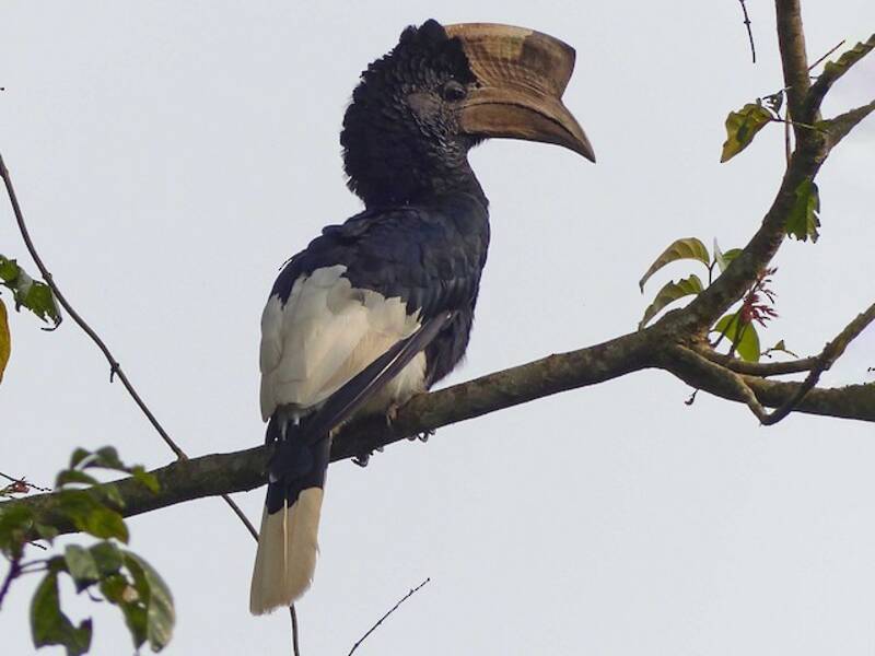 Bucero dal casco bianco e nero, Foto 3