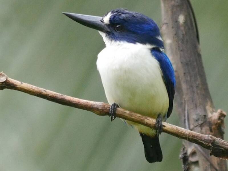 Blue-and-white Kingfisher
