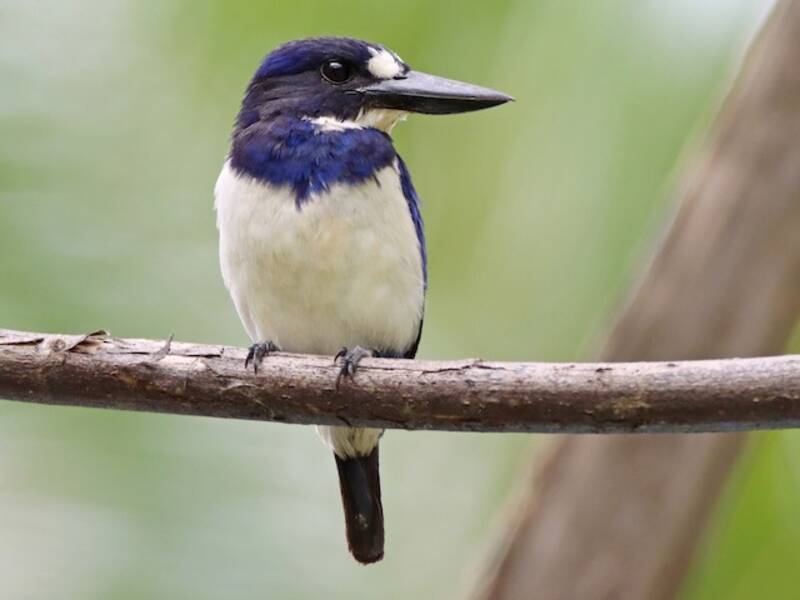 Blue-and-white Kingfisher, Photos 3