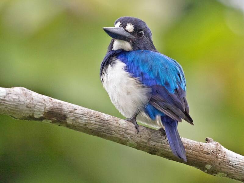 Blue-and-white Kingfisher, Photos 4