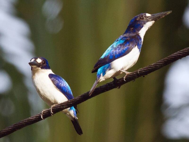 Blue-and-white Kingfisher, Photos 2