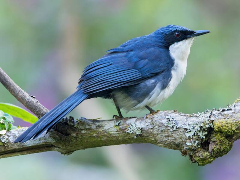 Blue-and-white Mockingbird, 照片 2