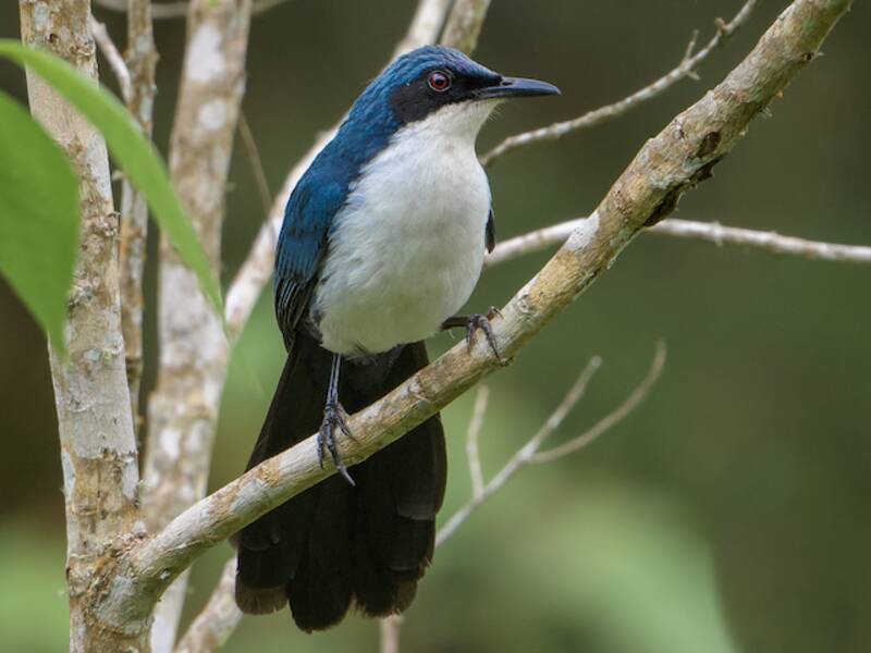 Blue-and-white Mockingbird, 照片 3