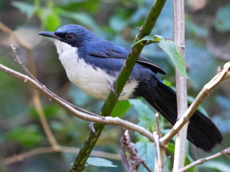 Blue-and-white Mockingbird, Melanotis hypoleucus
