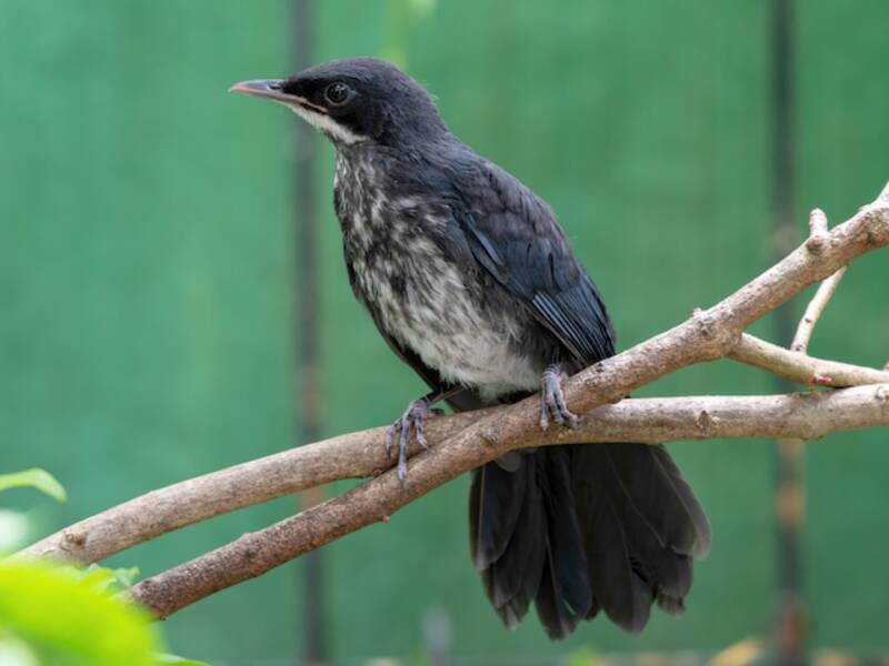 Blue-and-white Mockingbird, 照片 4