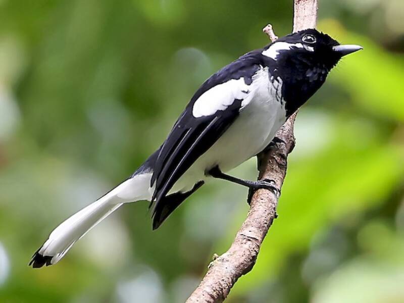 Malaita Monarch