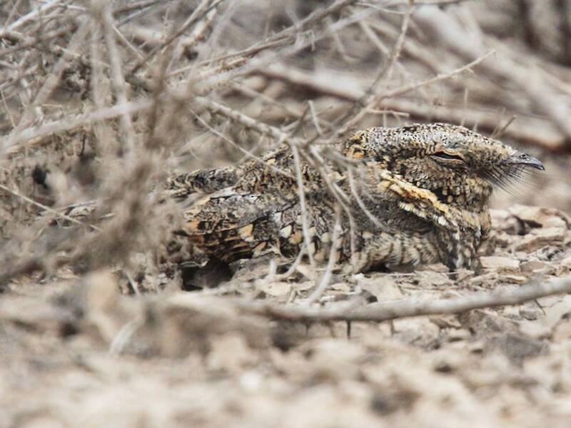Tschudi's Nightjar, Photos 3