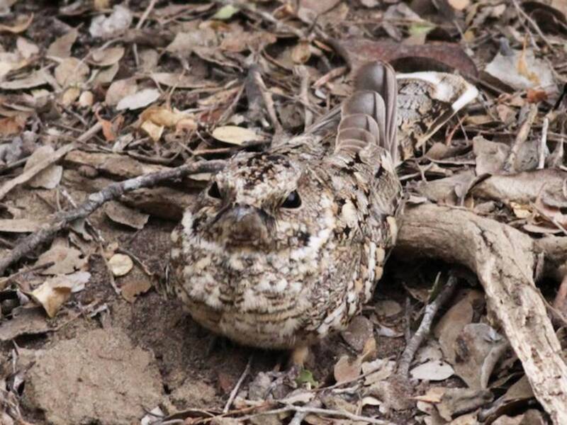 Tschudi's Nightjar, Photos 2