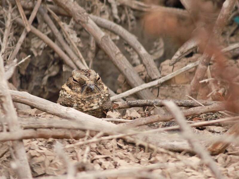 Tschudi's Nightjar