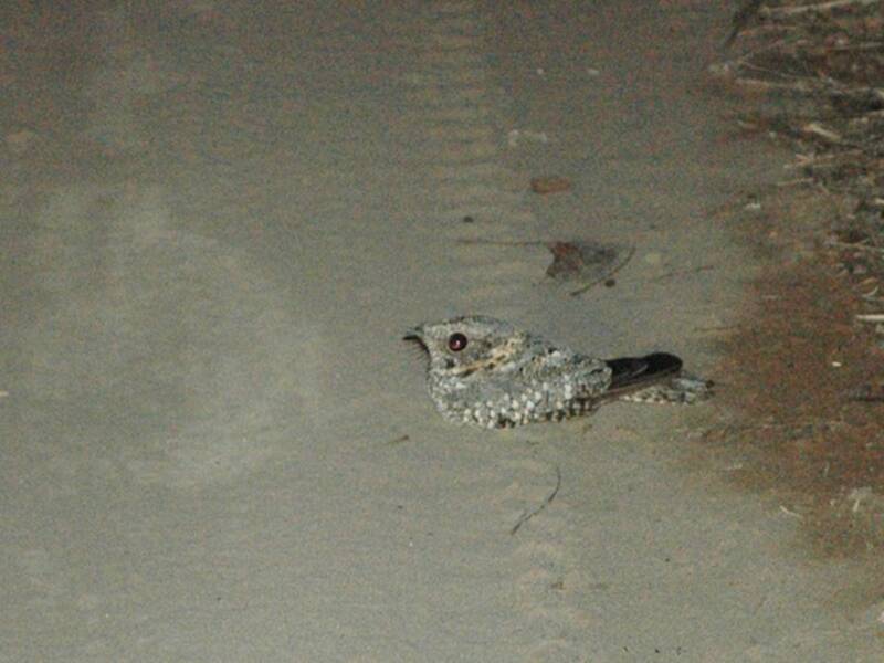 Tschudi's Nightjar, Photos 4