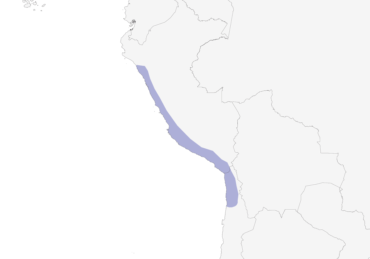 Tschudi's Nightjar, Distribution 1