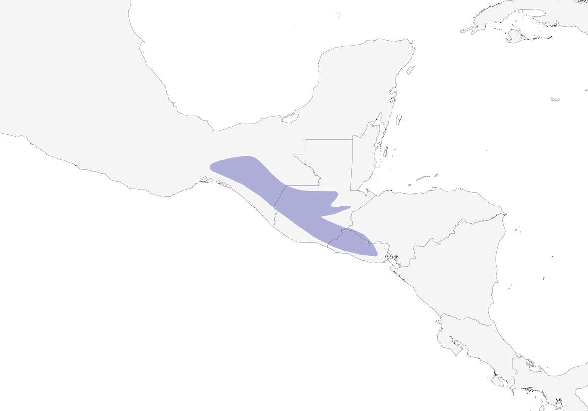Oropéndola alibarrada, Distribución 1