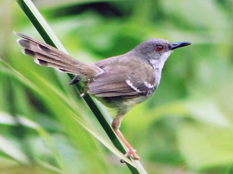 Prinia alibarrate, Foto 3