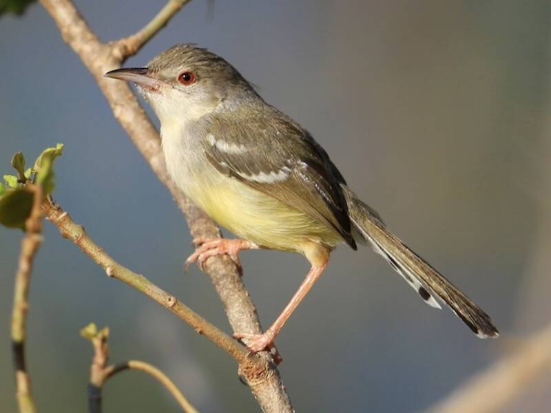 Prinia alibarrate, Foto 4