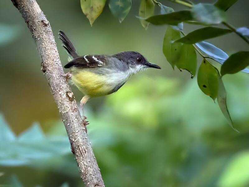 Bar-winged Prinia