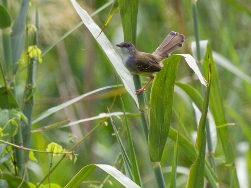 Prinia alibarrate, Foto 2