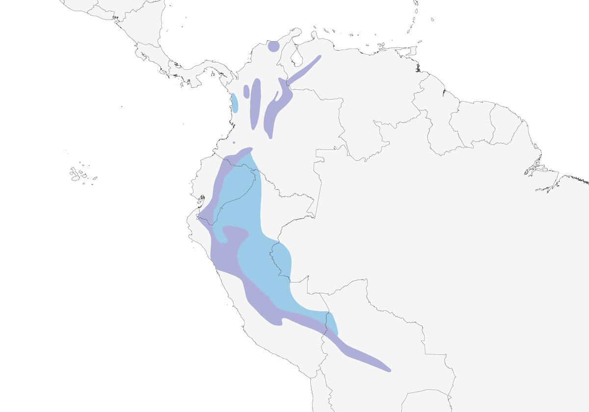 Semillero Llorón, Distribución 1