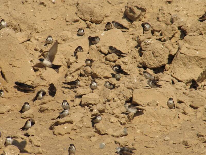 Hirondelle bicolore
