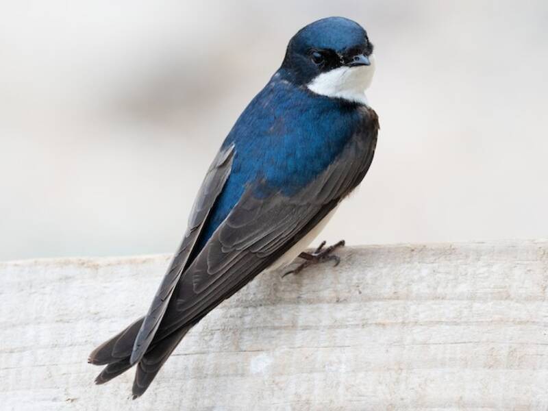Blue-and-white Swallow, Photos 4