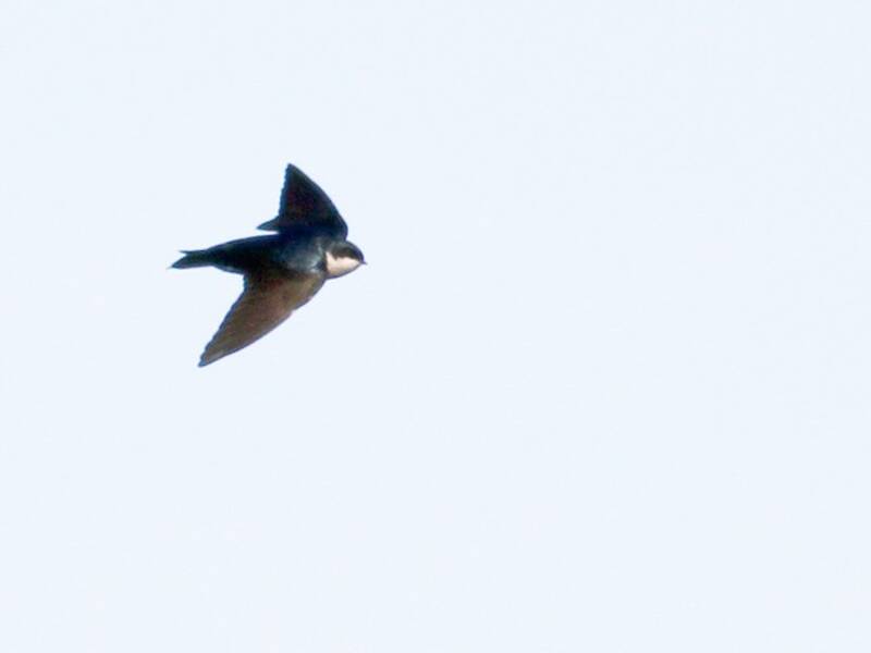 Blue-and-white Swallow, Photos 2