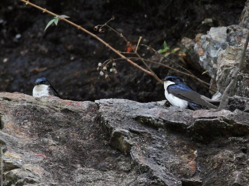 Blue-and-white Swallow, Photos 3