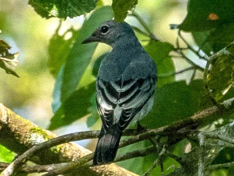 Échenilleur pie, Photos 2