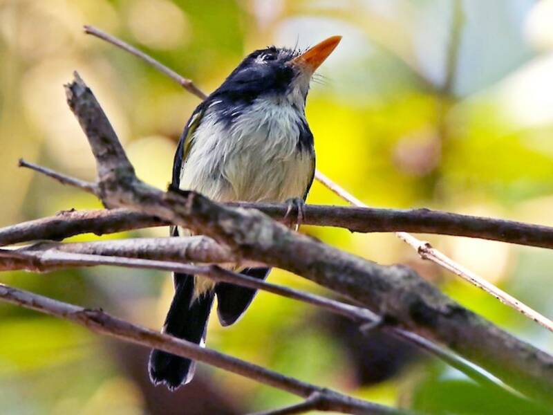 Black-and-white Tody-Flycatcher