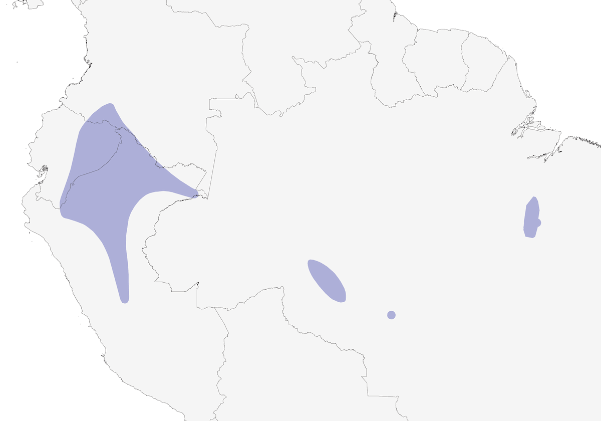 Todyran pie, Distribution 1