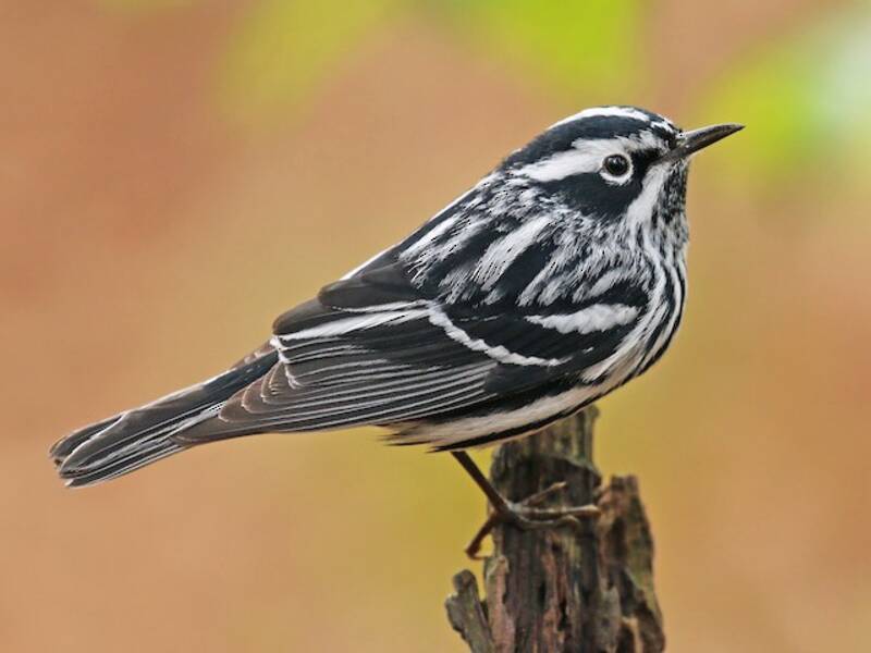 Black-and-white Warbler (Mniotilta varia)