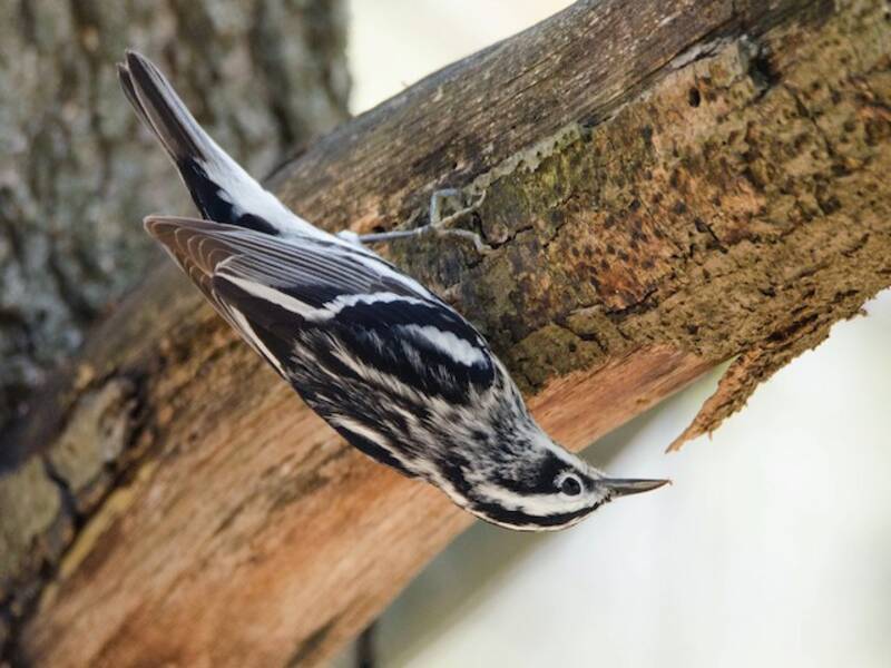 Black-and-white Warbler, Photos 3