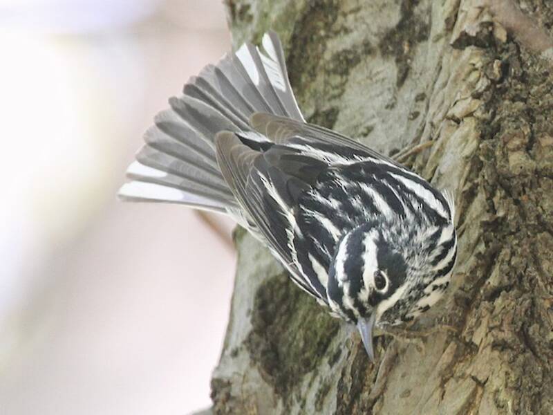 Black-and-white Warbler, Photos 2