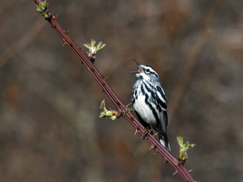 Black-and-white Warbler, Photos 4