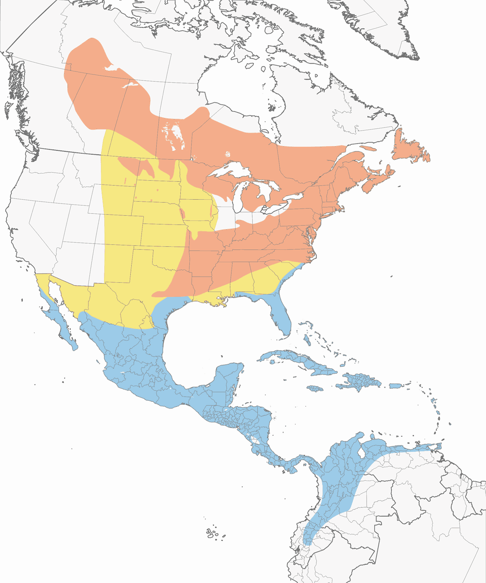 Black-and-white Warbler, Distribution 1