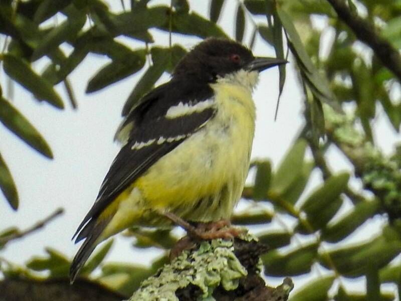 Bar-winged Weaver, Photos 2