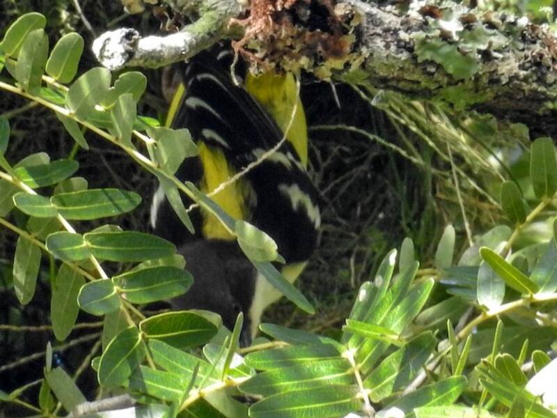 Tessitore alibarrate